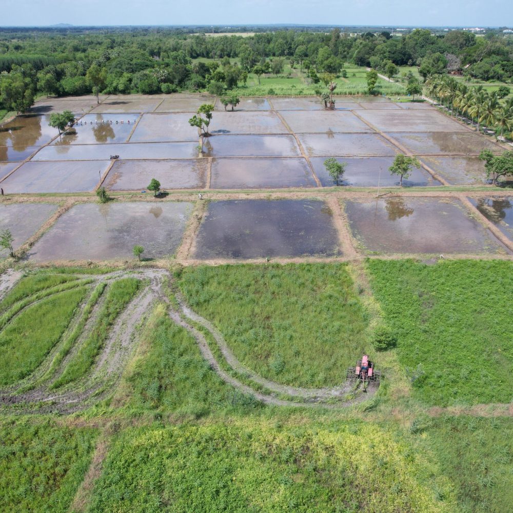 Annapurna farm, growing food for Auroville