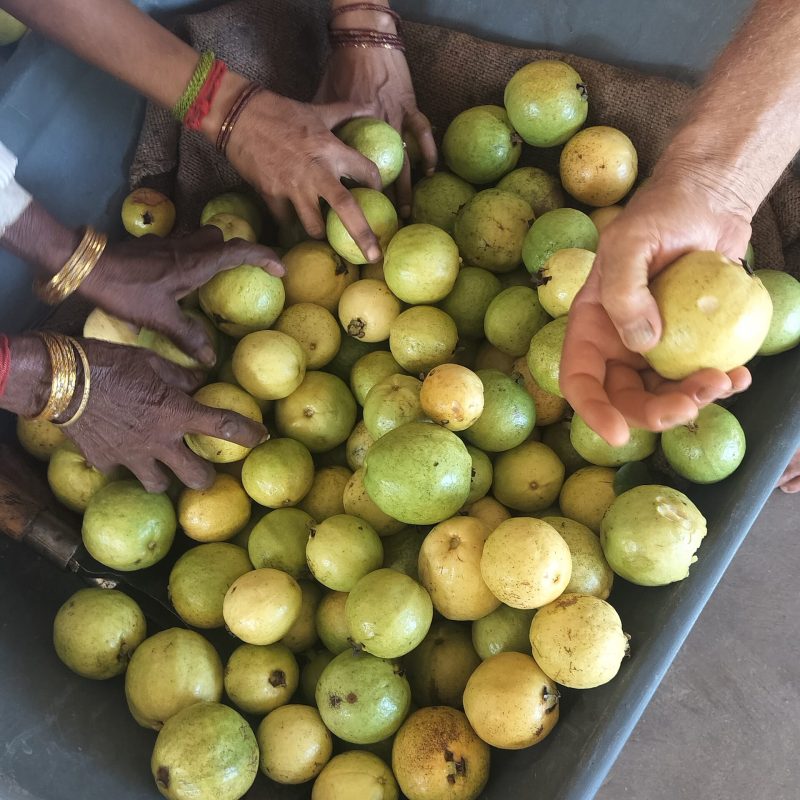 Annapurna Farm in Auroville